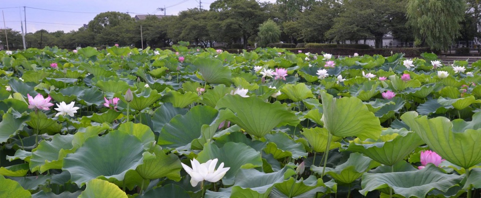 よみがえった佐賀城公園のハスの花 幽玄な景色に心洗われる 特集 ディープな佐賀の情報を発信するsaga Maga サガマガ